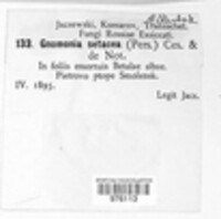 Gnomonia setacea image